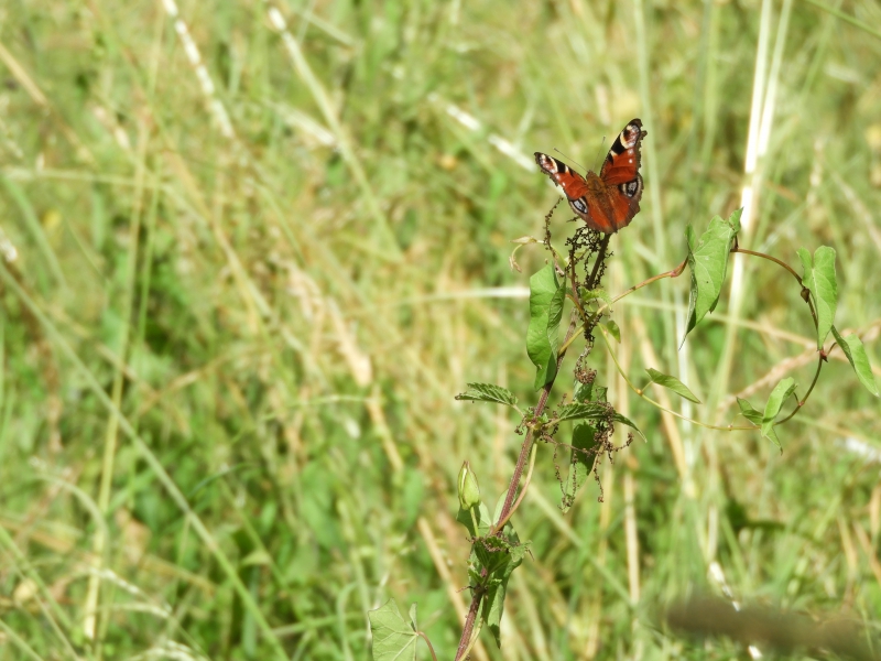 DSCN2190.JPG