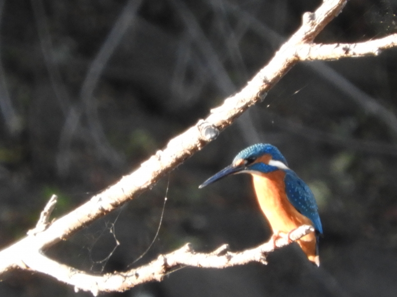 DSCN6452.JPG