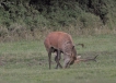 Mammifères Cerf élaphe