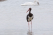 Oiseaux cigogne noire