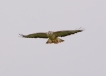 Oiseaux Buse variable