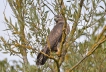 Oiseaux Buse