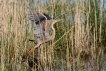 Oiseaux heron pourpre