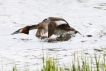 Oiseaux