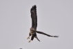 Oiseaux
