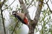 Oiseaux Pic épeiche