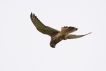 Oiseaux