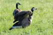 Oiseaux