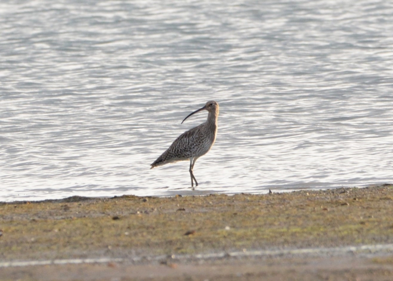 DSC_0323.JPG