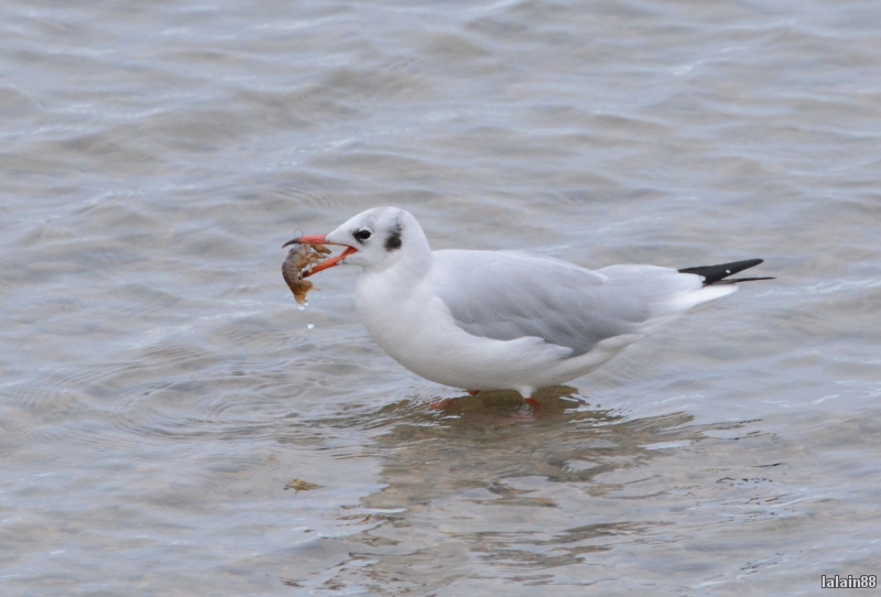 Photo Oiseaux
