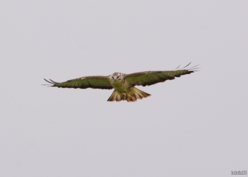 Photo Oiseaux Buse variable