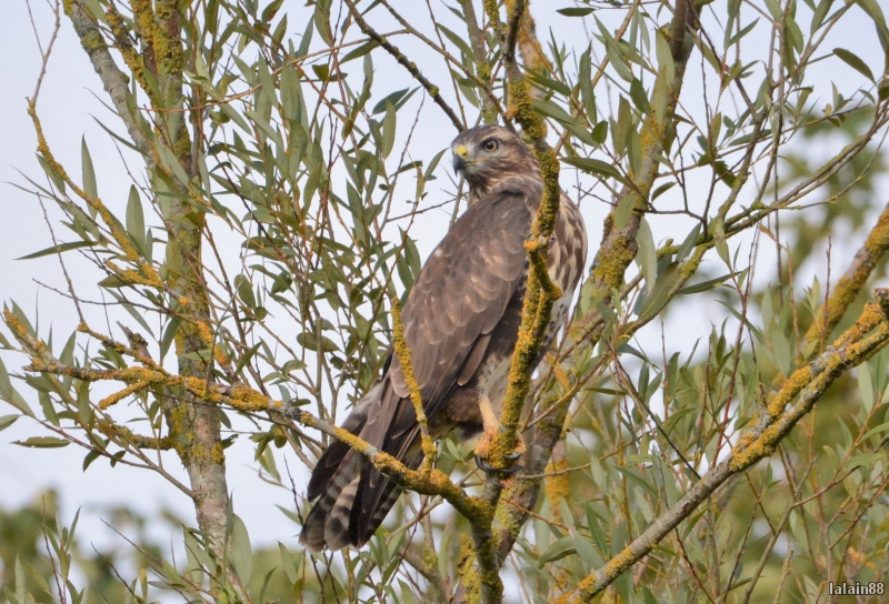 Photo Oiseaux Buse