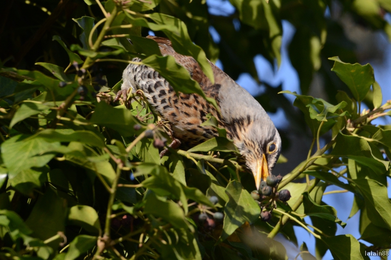 Photo Oiseaux