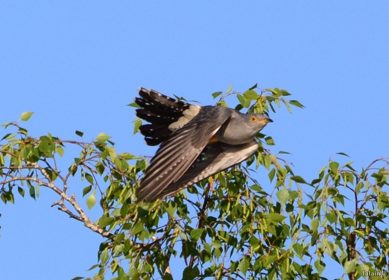Photo Oiseaux Coucou gris (Cuculus canorus)