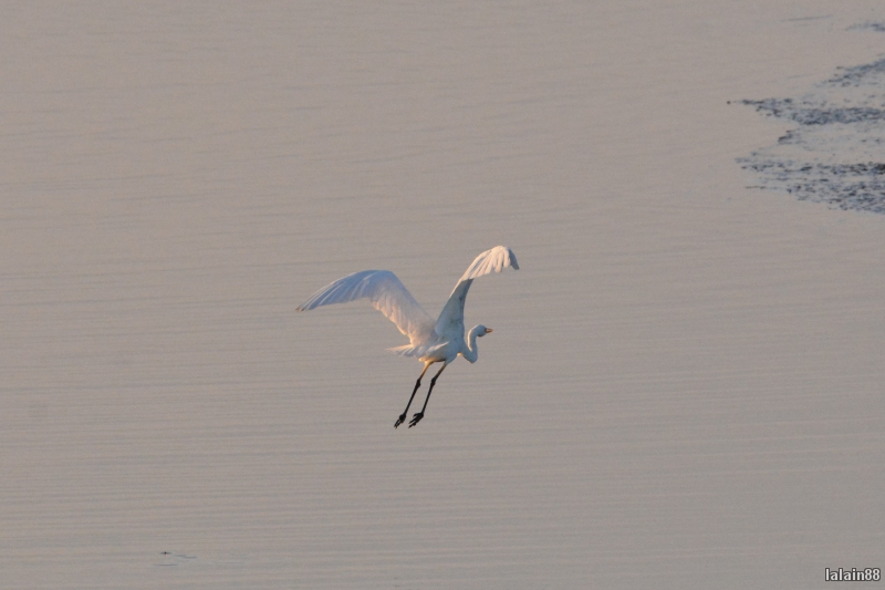 Photo Oiseaux
