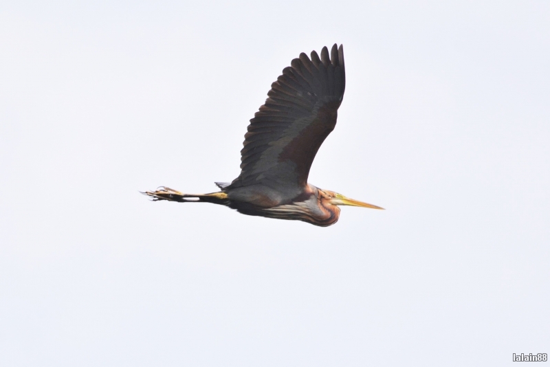 Photo Oiseaux