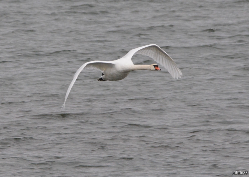 Photo Oiseaux Cygne tuberculé