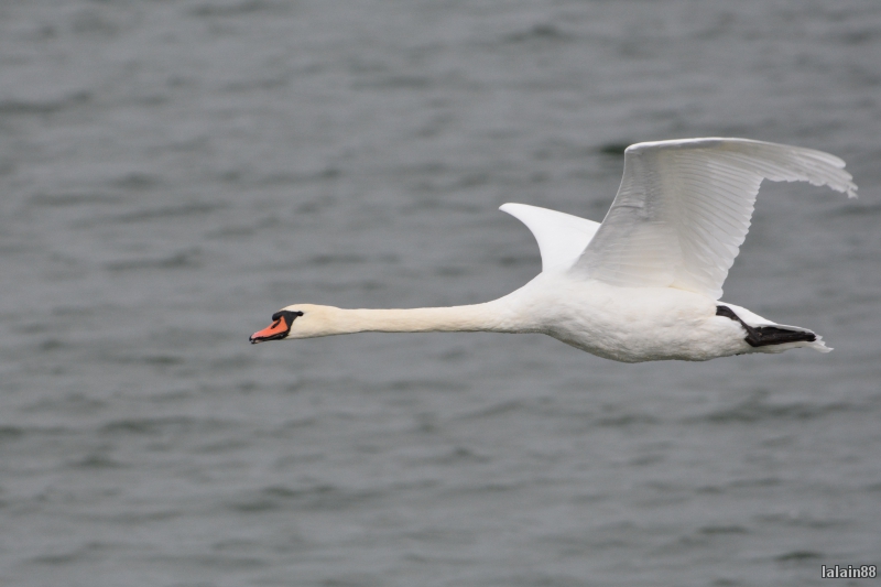 Photo Oiseaux Cygne tuberculé