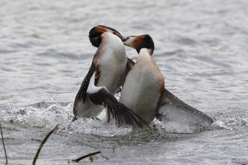 Photo Oiseaux