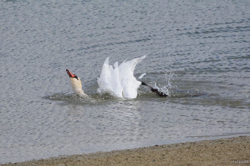 Photo Oiseaux Cygne tuberculé