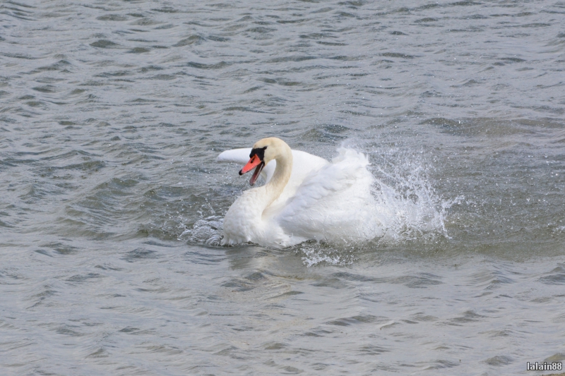 Photo Oiseaux Cygne tuberculé