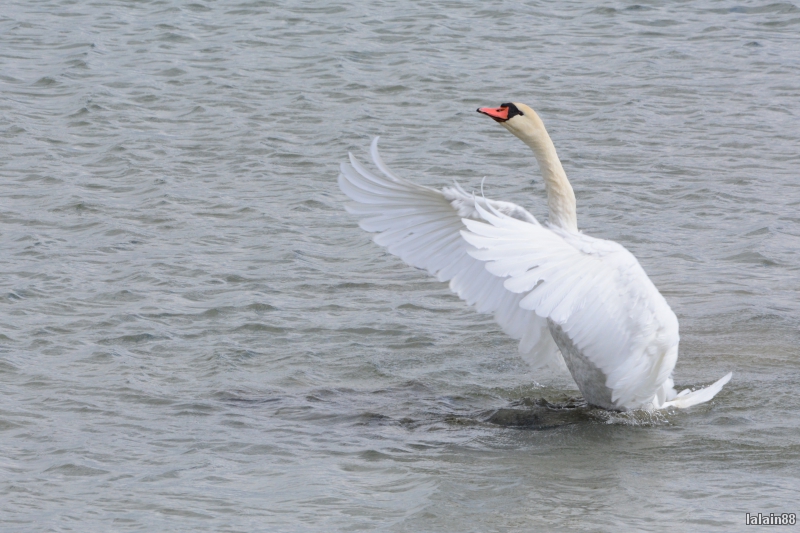 Photo Oiseaux Cygne tuberculé