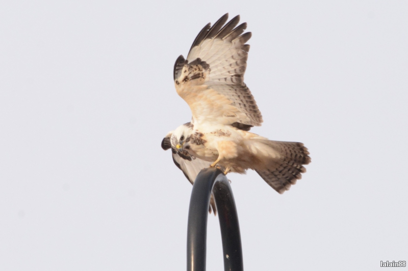 Photo Oiseaux