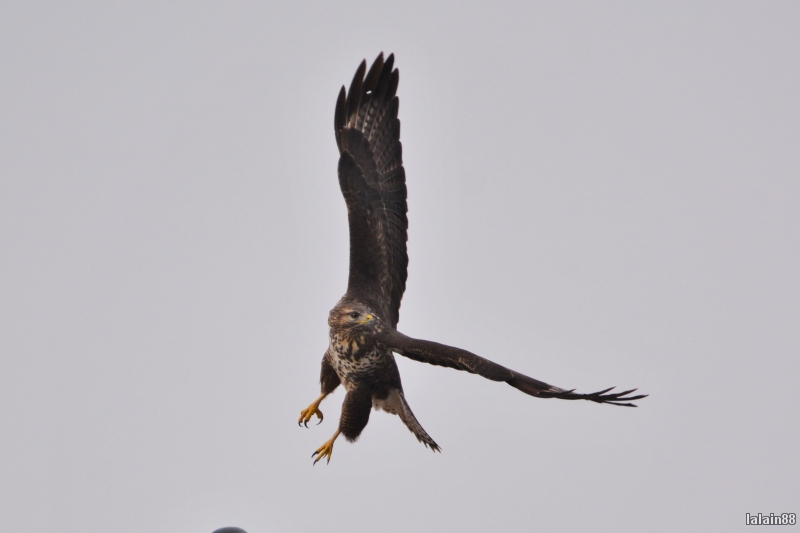 Photo Oiseaux