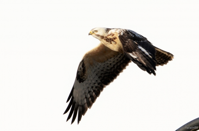 Photo Oiseaux