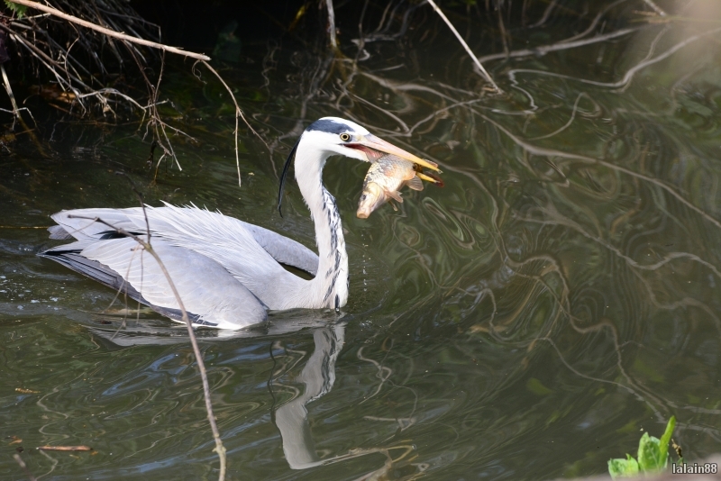 Photo Oiseaux heron cendrè ( à la pêche )
