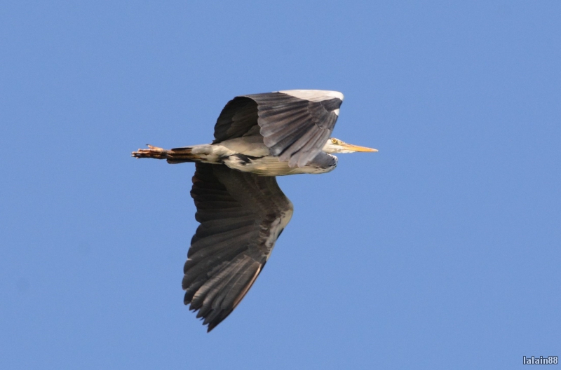Photo Oiseaux Héron cendré