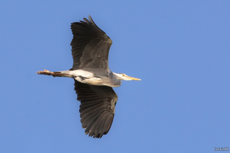 Photo Oiseaux Héron cendré