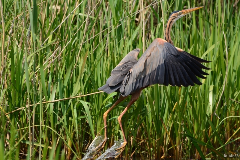 Photo Oiseaux