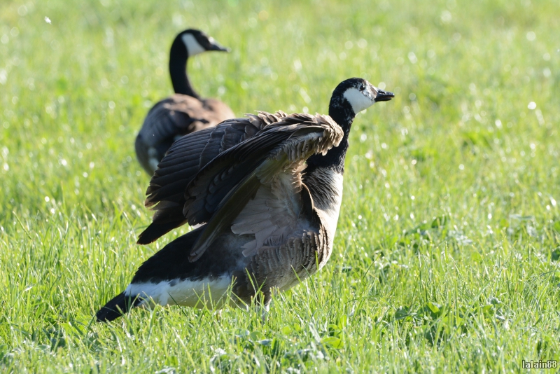Photo Oiseaux