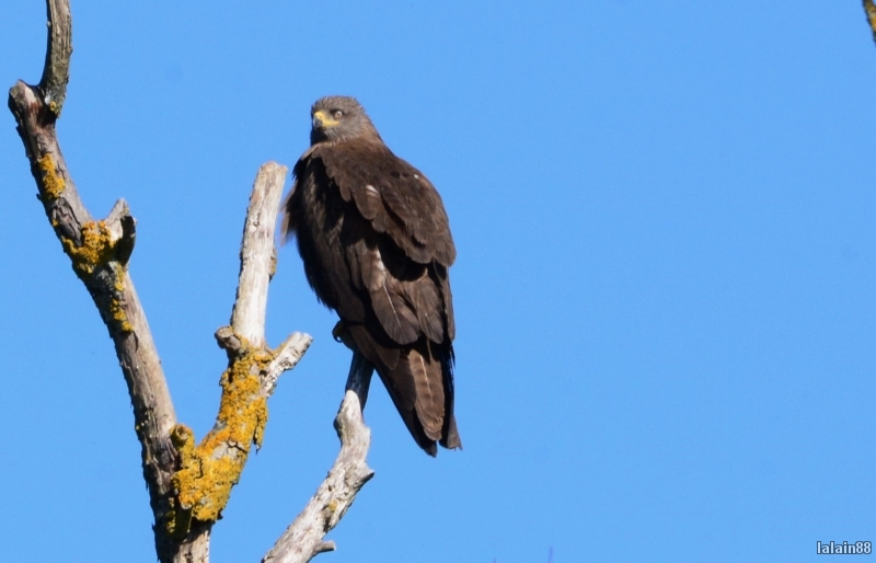 Photo Oiseaux
