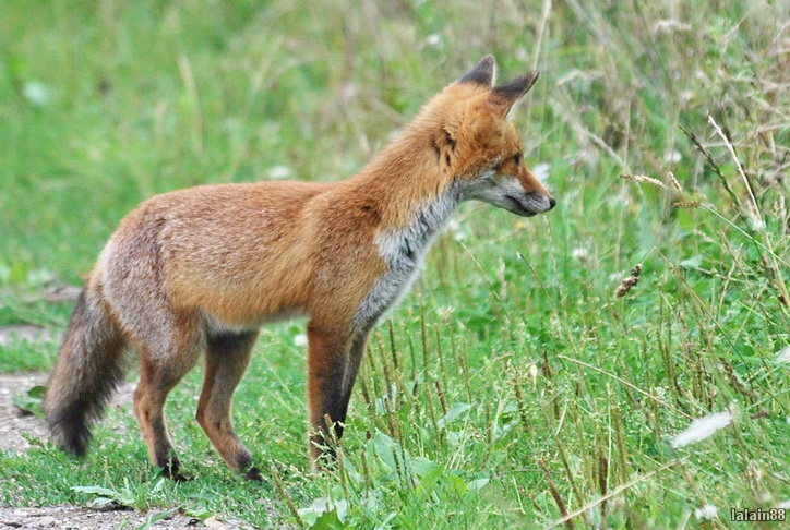 Photo Mammifères