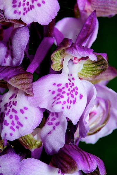 Photo Flore