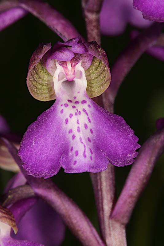 Photo Flore orchis bouffon (Anacamptis morio)