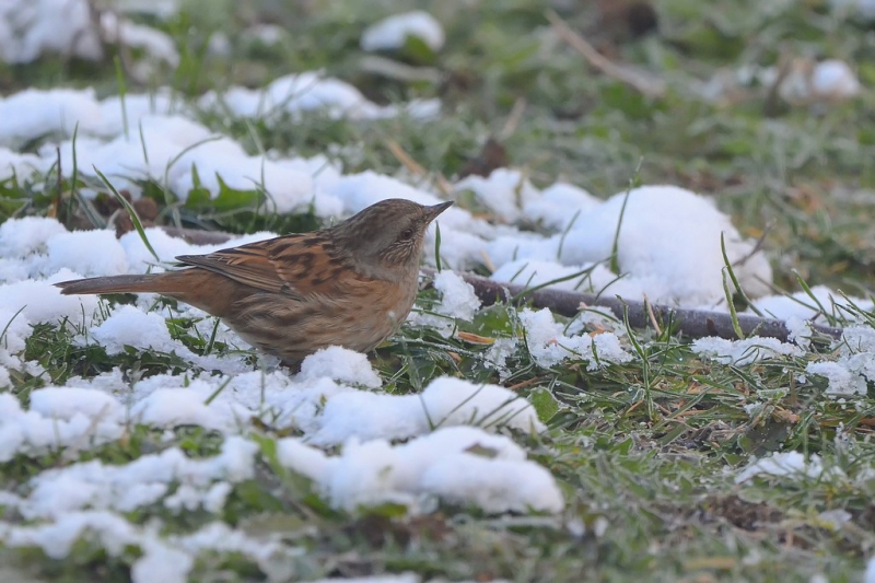 Photo Oiseaux
