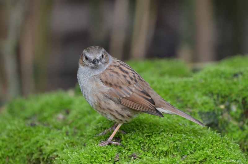 Photo Oiseaux