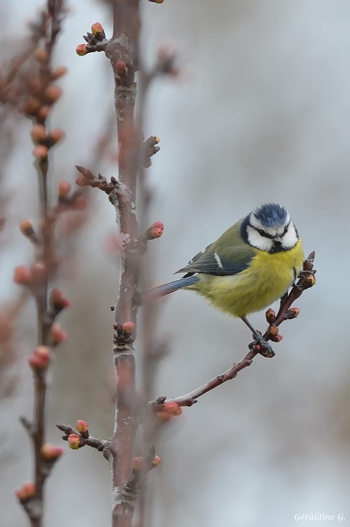 Photo Oiseaux