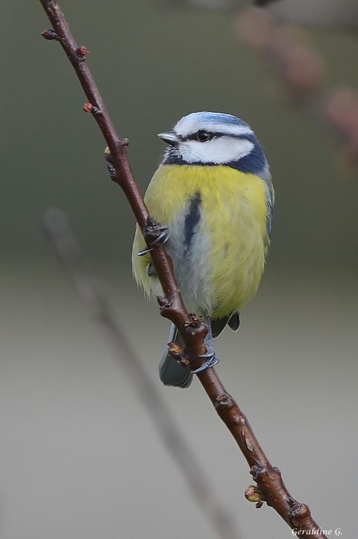 Photo Oiseaux